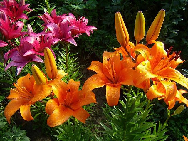 Asiatic Lilies puzzle game 