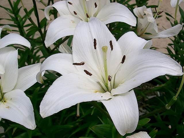 Asiatic Lily Navona puzzle game 