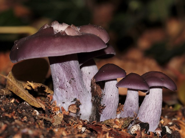 Blewits Clitocybe Nuda - These fresh purple specimens of Blewits, known as Clitocybe nuda or Lepista nuda, are edible and tasty mushrooms,  which grow abundantly in the autumn till winter, when the nights are getting cold, in coniferous and deciduous forests in the lowlands and the mountains. They are found also in orchards and parks, places with compost such as grass clippings, wood chips and wood waste. They have a nice fairly strong flavor that can be described as blewit-flavored. But beware, there are alikes! The inedible blue Cortinarius mushrooms in the woods look like similar. Clitocybe nuda has been cultivated in Britain, the Netherlands and France. - , Blewits, Clitocybe, Nuda, flowers, flower, food, foods, fresh, purple, specimens, specimen, Lepista, edible, tasty, mushrooms, mushroom, autumn, winter, nights, night, cold, coniferous, deciduous, forests, forest, lowlands, mountains, mountain, orchards, orchard, parks, park, places, place, compost, grass, clippings, wood, chips, waste, nice, fairly, strong, flavor, flavors, blewit, alikes, inedible, blue, Cortinarius, woods, superficially, similar, Britain, Netherlands, France - These fresh purple specimens of Blewits, known as Clitocybe nuda or Lepista nuda, are edible and tasty mushrooms,  which grow abundantly in the autumn till winter, when the nights are getting cold, in coniferous and deciduous forests in the lowlands and the mountains. They are found also in orchards and parks, places with compost such as grass clippings, wood chips and wood waste. They have a nice fairly strong flavor that can be described as blewit-flavored. But beware, there are alikes! The inedible blue Cortinarius mushrooms in the woods look like similar. Clitocybe nuda has been cultivated in Britain, the Netherlands and France. Решайте бесплатные онлайн Blewits Clitocybe Nuda пазлы игры или отправьте Blewits Clitocybe Nuda пазл игру приветственную открытку  из puzzles-games.eu.. Blewits Clitocybe Nuda пазл, пазлы, пазлы игры, puzzles-games.eu, пазл игры, онлайн пазл игры, игры пазлы бесплатно, бесплатно онлайн пазл игры, Blewits Clitocybe Nuda бесплатно пазл игра, Blewits Clitocybe Nuda онлайн пазл игра , jigsaw puzzles, Blewits Clitocybe Nuda jigsaw puzzle, jigsaw puzzle games, jigsaw puzzles games, Blewits Clitocybe Nuda пазл игра открытка, пазлы игры открытки, Blewits Clitocybe Nuda пазл игра приветственная открытка
