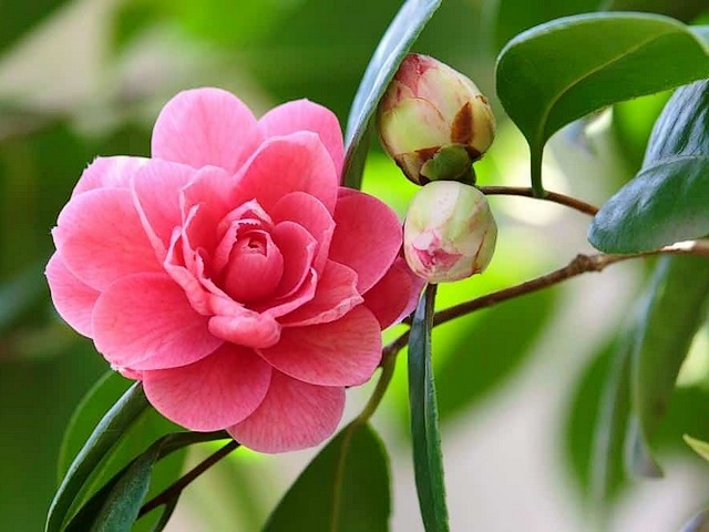 Camellia Japonica Lady Campbell puzzle game 