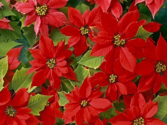 Christmas Beautiful Poinsettias - The beautiful Poinsettia well known for its red and green foliage, called the 'Flower of the Holy Night or Christmas Eve', is a traditional Christmas plant, widely used in floral decorations for the feast. Poinsettias (Euphorbia pulcherrima) are part of Euphorbiaceae, the Spurge family. The Poinsettia received its name in the United States in honor of Joel Roberts Poinsett, a botanist, physician and the first Ambassador of United States to Mexico, who introduced it into the country in 1828. Poinsettias are not poisonous, but  the sap may cause a skin reaction after touching the leaves. The sap of poinsettia may cause mild irritation or nausea for the young pets, especially puppies and kittens. - , Christmas, beautiful, poinsettias, poinsettia, flowers, lower, holidays, holiday, feast, feasts, red, green, foliage, Holy, Night, Eve, traditional, plant, plants, floral, decorations, decoration, Euphorbia, pulcherrima, part, parts, Euphorbiaceaethe, Spurge, family, families, name, names, United, States, honor, Joel, Roberts, Poinsett, botanist, physician, Ambassador, Mexico, country, countries, 1828, poisonous, sap, skin, reaction, leaves, leaf, mild, irritation, nausea, young, pets, pet, puppies, puppy, kittens, kitten - The beautiful Poinsettia well known for its red and green foliage, called the 'Flower of the Holy Night or Christmas Eve', is a traditional Christmas plant, widely used in floral decorations for the feast. Poinsettias (Euphorbia pulcherrima) are part of Euphorbiaceae, the Spurge family. The Poinsettia received its name in the United States in honor of Joel Roberts Poinsett, a botanist, physician and the first Ambassador of United States to Mexico, who introduced it into the country in 1828. Poinsettias are not poisonous, but  the sap may cause a skin reaction after touching the leaves. The sap of poinsettia may cause mild irritation or nausea for the young pets, especially puppies and kittens. Resuelve rompecabezas en línea gratis Christmas Beautiful Poinsettias juegos puzzle o enviar Christmas Beautiful Poinsettias juego de puzzle tarjetas electrónicas de felicitación  de puzzles-games.eu.. Christmas Beautiful Poinsettias puzzle, puzzles, rompecabezas juegos, puzzles-games.eu, juegos de puzzle, juegos en línea del rompecabezas, juegos gratis puzzle, juegos en línea gratis rompecabezas, Christmas Beautiful Poinsettias juego de puzzle gratuito, Christmas Beautiful Poinsettias juego de rompecabezas en línea, jigsaw puzzles, Christmas Beautiful Poinsettias jigsaw puzzle, jigsaw puzzle games, jigsaw puzzles games, Christmas Beautiful Poinsettias rompecabezas de juego tarjeta electrónica, juegos de puzzles tarjetas electrónicas, Christmas Beautiful Poinsettias puzzle tarjeta electrónica de felicitación