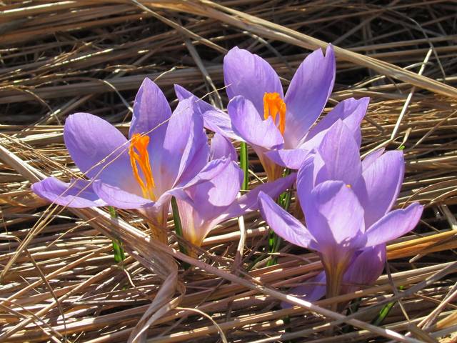 Crocus - Crocus tommasianus is one of the first flowers blooming early in the spring. - , Crocus, flowers, flower, tommasianus, spring - Crocus tommasianus is one of the first flowers blooming early in the spring. Solve free online Crocus puzzle games or send Crocus puzzle game greeting ecards  from puzzles-games.eu.. Crocus puzzle, puzzles, puzzles games, puzzles-games.eu, puzzle games, online puzzle games, free puzzle games, free online puzzle games, Crocus free puzzle game, Crocus online puzzle game, jigsaw puzzles, Crocus jigsaw puzzle, jigsaw puzzle games, jigsaw puzzles games, Crocus puzzle game ecard, puzzles games ecards, Crocus puzzle game greeting ecard
