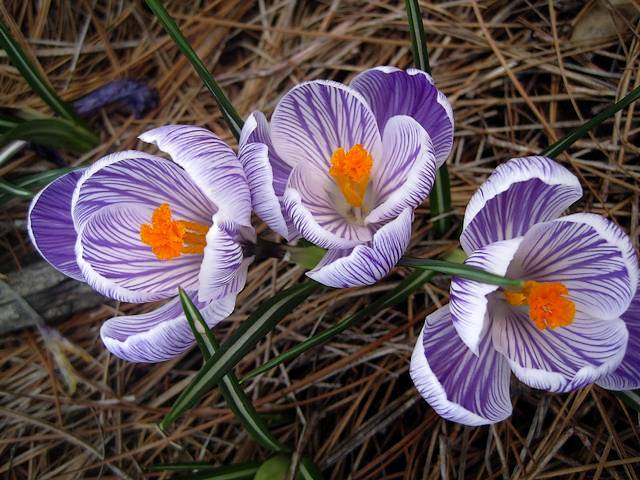 Crocus Vernus Striped Beauty - Delicate Crocus vernus 'Striped Beauty' (Spring crocus, Dutch crocus or Giant crocus) from family Iridaceae, is an ornamental plant, used in parks and gardens as herald of spring. These large white crocuses with beautiful purple stripes and bright yellow stamens start to bloom in March, usually before Easter. - , crocus, crocuses, vernus, striped, beauty, beauties, flowers, flower, nature, natures, season, seasons, spring, Dutch, giant, family, families, Iridaceae, ornamental, plant, plants, parks, park, gardens, garden, herald, heralds, large, white, beautiful, purple, stripes, stripe, bright, yellow, stamens, stamen, March, Easter - Delicate Crocus vernus 'Striped Beauty' (Spring crocus, Dutch crocus or Giant crocus) from family Iridaceae, is an ornamental plant, used in parks and gardens as herald of spring. These large white crocuses with beautiful purple stripes and bright yellow stamens start to bloom in March, usually before Easter. Resuelve rompecabezas en línea gratis Crocus Vernus Striped Beauty juegos puzzle o enviar Crocus Vernus Striped Beauty juego de puzzle tarjetas electrónicas de felicitación  de puzzles-games.eu.. Crocus Vernus Striped Beauty puzzle, puzzles, rompecabezas juegos, puzzles-games.eu, juegos de puzzle, juegos en línea del rompecabezas, juegos gratis puzzle, juegos en línea gratis rompecabezas, Crocus Vernus Striped Beauty juego de puzzle gratuito, Crocus Vernus Striped Beauty juego de rompecabezas en línea, jigsaw puzzles, Crocus Vernus Striped Beauty jigsaw puzzle, jigsaw puzzle games, jigsaw puzzles games, Crocus Vernus Striped Beauty rompecabezas de juego tarjeta electrónica, juegos de puzzles tarjetas electrónicas, Crocus Vernus Striped Beauty puzzle tarjeta electrónica de felicitación