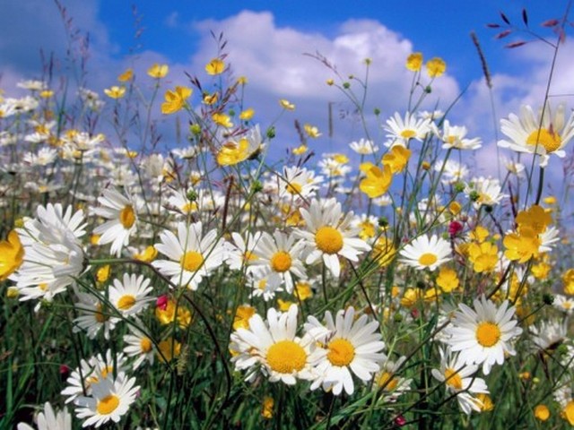 Daisy - Beautiful field with daisy flowers at the beginning of the summer-time. - , Daisy, flower, flowers, summer - Beautiful field with daisy flowers at the beginning of the summer-time. Solve free online Daisy puzzle games or send Daisy puzzle game greeting ecards  from puzzles-games.eu.. Daisy puzzle, puzzles, puzzles games, puzzles-games.eu, puzzle games, online puzzle games, free puzzle games, free online puzzle games, Daisy free puzzle game, Daisy online puzzle game, jigsaw puzzles, Daisy jigsaw puzzle, jigsaw puzzle games, jigsaw puzzles games, Daisy puzzle game ecard, puzzles games ecards, Daisy puzzle game greeting ecard