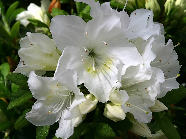 Evergreen Azalea Pleasant White puzzle game 