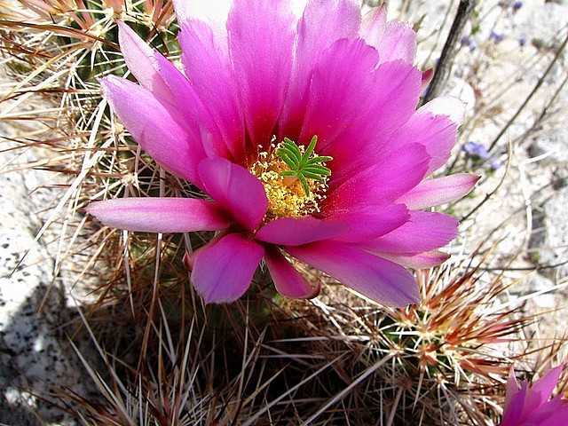Hedgehog Cactus near Big Indian Gorge in Southeastern Oregon - A lovely blossom of hedgehog cactus, nestled in the rocks, near the 'Big Indian Gorge', a glacial gorge where is passing one of the easiest hiking trails of the Steens Mountain in Southeastern Oregon. The hedgehog cactus (Echinocereus engelmannii), also called Strawberry Hedgehog Cactus, has bright pink flowers in spring, which are closing at night and are opening again in the morning and edible fruits with taste like strawberries. - , hedgehog, hedgehogs, cactus, cacti, Big, Indian, Gorge, gorges, Southeastern, Oregon, flowers, flower, nature, natures, places, place, travel, travel, trip, trips, tour, tours, blossom, blossoms, rocks, rock, glacial, easiest, hiking, trails, trail, Steens, Mountain, mountains, Southeastern, Oregon, Echinocereus, engelmannii, strawberry, strawberries, bright, pink, spring, night, nights, morning, mornings, edible, fruits, fruit, taste, tastes - A lovely blossom of hedgehog cactus, nestled in the rocks, near the 'Big Indian Gorge', a glacial gorge where is passing one of the easiest hiking trails of the Steens Mountain in Southeastern Oregon. The hedgehog cactus (Echinocereus engelmannii), also called Strawberry Hedgehog Cactus, has bright pink flowers in spring, which are closing at night and are opening again in the morning and edible fruits with taste like strawberries. Resuelve rompecabezas en línea gratis Hedgehog Cactus near Big Indian Gorge in Southeastern Oregon juegos puzzle o enviar Hedgehog Cactus near Big Indian Gorge in Southeastern Oregon juego de puzzle tarjetas electrónicas de felicitación  de puzzles-games.eu.. Hedgehog Cactus near Big Indian Gorge in Southeastern Oregon puzzle, puzzles, rompecabezas juegos, puzzles-games.eu, juegos de puzzle, juegos en línea del rompecabezas, juegos gratis puzzle, juegos en línea gratis rompecabezas, Hedgehog Cactus near Big Indian Gorge in Southeastern Oregon juego de puzzle gratuito, Hedgehog Cactus near Big Indian Gorge in Southeastern Oregon juego de rompecabezas en línea, jigsaw puzzles, Hedgehog Cactus near Big Indian Gorge in Southeastern Oregon jigsaw puzzle, jigsaw puzzle games, jigsaw puzzles games, Hedgehog Cactus near Big Indian Gorge in Southeastern Oregon rompecabezas de juego tarjeta electrónica, juegos de puzzles tarjetas electrónicas, Hedgehog Cactus near Big Indian Gorge in Southeastern Oregon puzzle tarjeta electrónica de felicitación