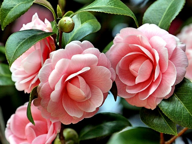 Japanese Camellia Flowers puzzle game 