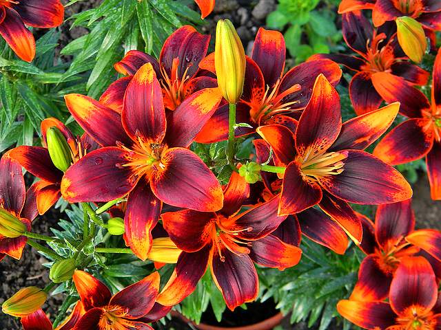 Lilium Forever Susan puzzle game 