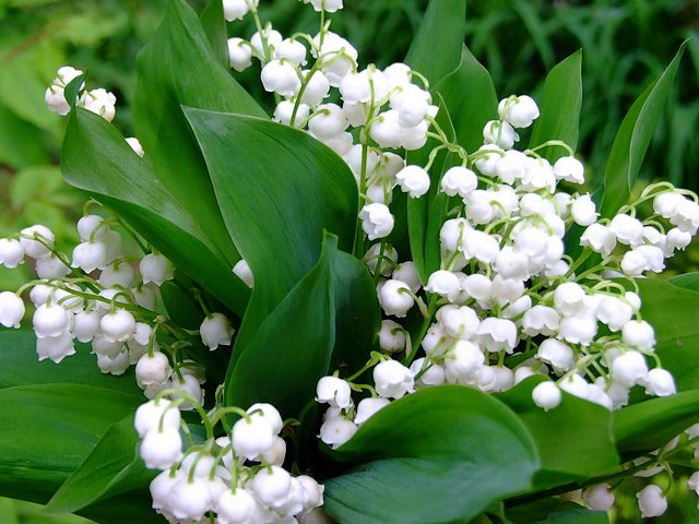 Lily of the Valley Bouquet - Beautiful spring bouquet with fragrant Lily of the valley.<br />
Lily of the valley, botanically known as Convallaria majalis, is a highly poisonous woodland flowering plant with sweetly scented, pendent, bell-shaped white flowers. Lily of the valley grows naturally throughout the cool temperate Northern Hemisphere in Europe, Asia and North America.<br />
Lily of the valley is used in religious ceremonies, world celebrations, perfumes and in gardens. Also known as the May lily, which means 'return to happiness' and most often symbolizes chastity, purity, happiness, luck and humility. - , lily, lilies, valley, valleys, bouquet, bouquets, flowers, flower, beautiful, spring, fragrant, botanically, Convallaria, majalis, poisonous, woodland, flowering, plant, plants, sweetly, scented, pendent, bell, shape, white, naturally, cool, temperate, Northern, Hemisphere, Europe, Asia, North, America, religious, ceremonies, ceremony, world, celebrations, celebration, perfumes, perfume, gardens, garden, May, happiness, chastity, purity, happiness, luck, humility - Beautiful spring bouquet with fragrant Lily of the valley.<br />
Lily of the valley, botanically known as Convallaria majalis, is a highly poisonous woodland flowering plant with sweetly scented, pendent, bell-shaped white flowers. Lily of the valley grows naturally throughout the cool temperate Northern Hemisphere in Europe, Asia and North America.<br />
Lily of the valley is used in religious ceremonies, world celebrations, perfumes and in gardens. Also known as the May lily, which means 'return to happiness' and most often symbolizes chastity, purity, happiness, luck and humility. Решайте бесплатные онлайн Lily of the Valley Bouquet пазлы игры или отправьте Lily of the Valley Bouquet пазл игру приветственную открытку  из puzzles-games.eu.. Lily of the Valley Bouquet пазл, пазлы, пазлы игры, puzzles-games.eu, пазл игры, онлайн пазл игры, игры пазлы бесплатно, бесплатно онлайн пазл игры, Lily of the Valley Bouquet бесплатно пазл игра, Lily of the Valley Bouquet онлайн пазл игра , jigsaw puzzles, Lily of the Valley Bouquet jigsaw puzzle, jigsaw puzzle games, jigsaw puzzles games, Lily of the Valley Bouquet пазл игра открытка, пазлы игры открытки, Lily of the Valley Bouquet пазл игра приветственная открытка