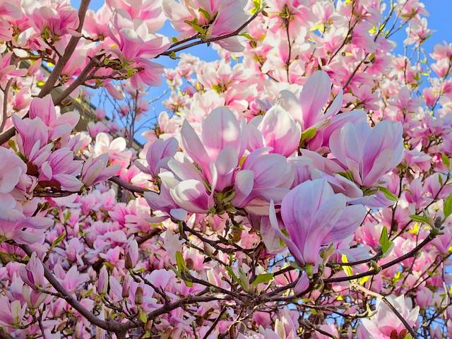 Magnolia Tree Flowers - Impressive species of magnolia tree with elegant pink goblet-shaped flowers under a blue sky.<br />
This beauty of spring, known as Saucer Magnolia (Magnolia Soulangeana) or Chinese Magnolia, is a small deciduous tree or large shrub with white, pink, or purple sweet fragrance blossoms, which bring joy and vitality. <br />
The Saucer Magnolia is a cultivated hybrid, first bred in France in 1820, by hybridizing the Magnolia denudata (Yulan magnolia) and the Magnolia liliiflora, both of which originate from China. <br />
The hybrid was cultivated also in other parts of Western Europe, and North America, primarily for botanical purposes as its large and fragrant flowers add beauty and its generous canopy adds shade to gardens. It is easy to grow, with relative tolerance to a range of weather and soil conditions. - , magnolia, tree, trees, flowers, flower, impressive, species, elegant, pink, blue, sky, beauty, spring, Saucer, Soulangeana, Chinese, deciduous, shrub, white, purple, sweet, fragrance, blossoms, joy, vitality, hybrid, France, 1820, denudata, Yulan, liliiflora, China, Western, Europe, North, America, botanical, purposes, fragrant, generous, canopy, shade, gardens, tolerance, weather, soil, conditions - Impressive species of magnolia tree with elegant pink goblet-shaped flowers under a blue sky.<br />
This beauty of spring, known as Saucer Magnolia (Magnolia Soulangeana) or Chinese Magnolia, is a small deciduous tree or large shrub with white, pink, or purple sweet fragrance blossoms, which bring joy and vitality. <br />
The Saucer Magnolia is a cultivated hybrid, first bred in France in 1820, by hybridizing the Magnolia denudata (Yulan magnolia) and the Magnolia liliiflora, both of which originate from China. <br />
The hybrid was cultivated also in other parts of Western Europe, and North America, primarily for botanical purposes as its large and fragrant flowers add beauty and its generous canopy adds shade to gardens. It is easy to grow, with relative tolerance to a range of weather and soil conditions. Lösen Sie kostenlose Magnolia Tree Flowers Online Puzzle Spiele oder senden Sie Magnolia Tree Flowers Puzzle Spiel Gruß ecards  from puzzles-games.eu.. Magnolia Tree Flowers puzzle, Rätsel, puzzles, Puzzle Spiele, puzzles-games.eu, puzzle games, Online Puzzle Spiele, kostenlose Puzzle Spiele, kostenlose Online Puzzle Spiele, Magnolia Tree Flowers kostenlose Puzzle Spiel, Magnolia Tree Flowers Online Puzzle Spiel, jigsaw puzzles, Magnolia Tree Flowers jigsaw puzzle, jigsaw puzzle games, jigsaw puzzles games, Magnolia Tree Flowers Puzzle Spiel ecard, Puzzles Spiele ecards, Magnolia Tree Flowers Puzzle Spiel Gruß ecards