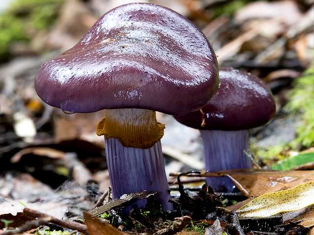 Mushroom Cortinarius Archeri after Rain - Cortinarius archeri is a beautiful species of mushroom with a smooth broad cap in a dark violet colour, which becomes violet-brown with age and very glutinous when it is wet after rain. The species is common directly on soil in eucalypt or mixed forests and on suburban lawns. This species forms a relationship with the roots of the trees and takes part in the interchange of water and nutrients between healthy trees and weak saplings or other in need. - , mushroom, mushrooms, Cortinarius, Archeri, rain, rains, flowers, flower, nature, natures, beautiful, species, specie, smooth, broad, cap, caps, dark, violet, colour, colours, brown, age, ages, glutinous, wet, soil, soils, eucalypt, mixed, forests, forest, suburban, lawns, lawn, relationship, relationships, roots, root, trees, tree, interchange, interchanges, water, waters, nutrients, nutrient, healthy, weak, saplings, sapling - Cortinarius archeri is a beautiful species of mushroom with a smooth broad cap in a dark violet colour, which becomes violet-brown with age and very glutinous when it is wet after rain. The species is common directly on soil in eucalypt or mixed forests and on suburban lawns. This species forms a relationship with the roots of the trees and takes part in the interchange of water and nutrients between healthy trees and weak saplings or other in need. Resuelve rompecabezas en línea gratis Mushroom Cortinarius Archeri after Rain juegos puzzle o enviar Mushroom Cortinarius Archeri after Rain juego de puzzle tarjetas electrónicas de felicitación  de puzzles-games.eu.. Mushroom Cortinarius Archeri after Rain puzzle, puzzles, rompecabezas juegos, puzzles-games.eu, juegos de puzzle, juegos en línea del rompecabezas, juegos gratis puzzle, juegos en línea gratis rompecabezas, Mushroom Cortinarius Archeri after Rain juego de puzzle gratuito, Mushroom Cortinarius Archeri after Rain juego de rompecabezas en línea, jigsaw puzzles, Mushroom Cortinarius Archeri after Rain jigsaw puzzle, jigsaw puzzle games, jigsaw puzzles games, Mushroom Cortinarius Archeri after Rain rompecabezas de juego tarjeta electrónica, juegos de puzzles tarjetas electrónicas, Mushroom Cortinarius Archeri after Rain puzzle tarjeta electrónica de felicitación