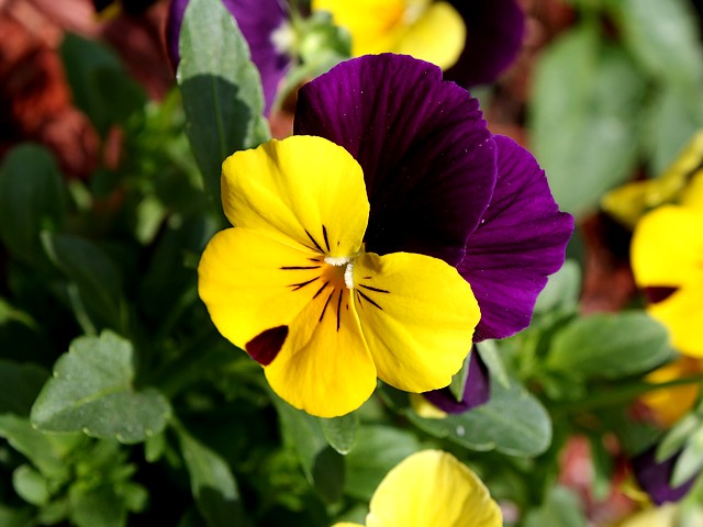 Pansy Viola Tricolor - Beautiful pansy (Viola Tricolor) with petals in dark purple and yellow, one of the most charming 'flowers for all seasons' and quite durable garden plants, widespread in Europe and Asia. - , Pansy, Viola, Tricolor, flowers, flower, places, place, travel, travels, tour, tours, trip, trips, beautiful, petals, petal, dark, purple, yellow, charming, seasons, season, durable, garden, gardens, plants, plant, Europe, Asia - Beautiful pansy (Viola Tricolor) with petals in dark purple and yellow, one of the most charming 'flowers for all seasons' and quite durable garden plants, widespread in Europe and Asia. Lösen Sie kostenlose Pansy Viola Tricolor Online Puzzle Spiele oder senden Sie Pansy Viola Tricolor Puzzle Spiel Gruß ecards  from puzzles-games.eu.. Pansy Viola Tricolor puzzle, Rätsel, puzzles, Puzzle Spiele, puzzles-games.eu, puzzle games, Online Puzzle Spiele, kostenlose Puzzle Spiele, kostenlose Online Puzzle Spiele, Pansy Viola Tricolor kostenlose Puzzle Spiel, Pansy Viola Tricolor Online Puzzle Spiel, jigsaw puzzles, Pansy Viola Tricolor jigsaw puzzle, jigsaw puzzle games, jigsaw puzzles games, Pansy Viola Tricolor Puzzle Spiel ecard, Puzzles Spiele ecards, Pansy Viola Tricolor Puzzle Spiel Gruß ecards
