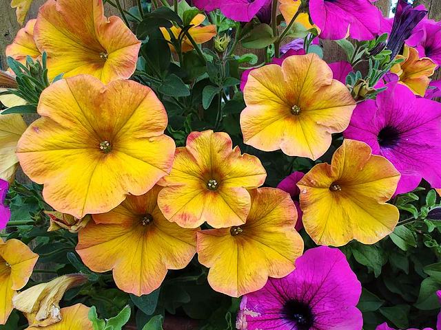 Petunia Cultivars Mix puzzle game 