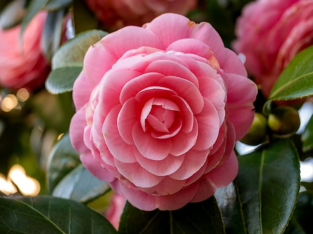 Pink Camellia Japonica Flower puzzle game 
