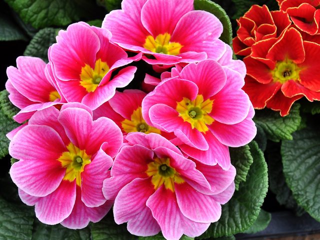 Pink Primrose Wallpaper - Wallpaper with beautiful pink primrose.<br />
With the first warm days many magnificent primroses give the garden a special charm. The unpresentable primroses with their small but numerous motley inflorescences looks pretty good, especially in the curb landings. Primrose flowers are a true sign of spring after January's gray days, and they combine beautifully with all kinds of flowering bulbs. - , pink, primrose, primroses, wallpaper, wallpapers, flowers, flower, beautiful, warm, days, day, magnificent, garden, gardens, charm, unpresentable, motley, inflorescences, inflorescence, curb, curbs, sign, spring, January, gray, bulbs, bulb - Wallpaper with beautiful pink primrose.<br />
With the first warm days many magnificent primroses give the garden a special charm. The unpresentable primroses with their small but numerous motley inflorescences looks pretty good, especially in the curb landings. Primrose flowers are a true sign of spring after January's gray days, and they combine beautifully with all kinds of flowering bulbs. Solve free online Pink Primrose Wallpaper puzzle games or send Pink Primrose Wallpaper puzzle game greeting ecards  from puzzles-games.eu.. Pink Primrose Wallpaper puzzle, puzzles, puzzles games, puzzles-games.eu, puzzle games, online puzzle games, free puzzle games, free online puzzle games, Pink Primrose Wallpaper free puzzle game, Pink Primrose Wallpaper online puzzle game, jigsaw puzzles, Pink Primrose Wallpaper jigsaw puzzle, jigsaw puzzle games, jigsaw puzzles games, Pink Primrose Wallpaper puzzle game ecard, puzzles games ecards, Pink Primrose Wallpaper puzzle game greeting ecard