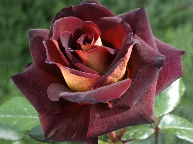Rose Eddy Mitchel or Dark Nigh - The rose Eddy Mitchel or Dark Nigh (also known as 'MEIrysett' and 'Garden Director Bartje Miller') is an incredibly beautiful dark red blend of Hybrid Tea, with velvety red, almost black color on the front side of the petals and golden nuance on the back. <br />
The rose Eddy Mitchel is a large flower with a strict classical form, which has 10 cm diameter, around 27 petals, strong dark green foliage and reaches 120 to 185 cm.<br />
This plant blooms continuously throughout the season, from May to frost, spring, summer, autumn. The flowers have slight fragrance and are kept a very long time, about 2 weeks, after which they wither on the stalks, like if were mummified. The rose does not tolerate the scorching sun, it prefers the morning sunlight. It has a good resistance to rain and diseases. - , Rose, Eddy, Mitchel, dark, nigh, nights, flowers, flower, MEIrysett, Garden, Director, Bartje, Miller, incredibly, beautiful, red, blend, hybrid, tea, velvety, black, color, colors, front, side, sides, petals, petal, golden, nuance, back, strict, classical, form, forms, diameter, green, foliage, plant, season, May, frost, spring, summer, autumn, fragrance, time, weeks, week, stalks, stalk, mummified, scorching, sun, morning, sunlight, resistance, rain, diseases, disease - The rose Eddy Mitchel or Dark Nigh (also known as 'MEIrysett' and 'Garden Director Bartje Miller') is an incredibly beautiful dark red blend of Hybrid Tea, with velvety red, almost black color on the front side of the petals and golden nuance on the back. <br />
The rose Eddy Mitchel is a large flower with a strict classical form, which has 10 cm diameter, around 27 petals, strong dark green foliage and reaches 120 to 185 cm.<br />
This plant blooms continuously throughout the season, from May to frost, spring, summer, autumn. The flowers have slight fragrance and are kept a very long time, about 2 weeks, after which they wither on the stalks, like if were mummified. The rose does not tolerate the scorching sun, it prefers the morning sunlight. It has a good resistance to rain and diseases. Resuelve rompecabezas en línea gratis Rose Eddy Mitchel or Dark Nigh juegos puzzle o enviar Rose Eddy Mitchel or Dark Nigh juego de puzzle tarjetas electrónicas de felicitación  de puzzles-games.eu.. Rose Eddy Mitchel or Dark Nigh puzzle, puzzles, rompecabezas juegos, puzzles-games.eu, juegos de puzzle, juegos en línea del rompecabezas, juegos gratis puzzle, juegos en línea gratis rompecabezas, Rose Eddy Mitchel or Dark Nigh juego de puzzle gratuito, Rose Eddy Mitchel or Dark Nigh juego de rompecabezas en línea, jigsaw puzzles, Rose Eddy Mitchel or Dark Nigh jigsaw puzzle, jigsaw puzzle games, jigsaw puzzles games, Rose Eddy Mitchel or Dark Nigh rompecabezas de juego tarjeta electrónica, juegos de puzzles tarjetas electrónicas, Rose Eddy Mitchel or Dark Nigh puzzle tarjeta electrónica de felicitación
