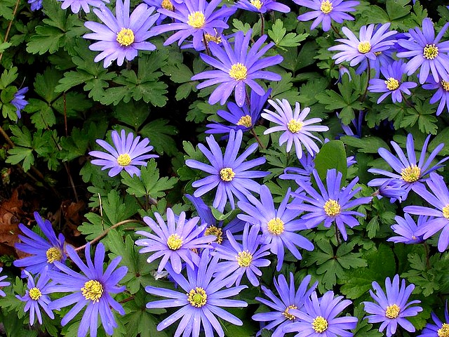 Spring Flowers Anemone Blanda - Anemone Blanda (Grecian Windflower), lovely and delicate spring flowers in pink, blue or white, growing in the nooks and crannies in wild and rock gardens, widespread to Southeastern Europe, Turkey, Greece, Lebanon and Syria. - , spring, flowers, flower, anemone, anemones, blanda, nature, natures, holidays, holiday, season, seasons, places, place, travel, travels, tour, tours, trips, trip, grecian, windflower, lovely, delicate, pink, blue, white, nooks, nook, crannies, cranny, wild, rock, gardens, garden, Southeastern, Europe, Turkey, Greece, Lebanon, Syria - Anemone Blanda (Grecian Windflower), lovely and delicate spring flowers in pink, blue or white, growing in the nooks and crannies in wild and rock gardens, widespread to Southeastern Europe, Turkey, Greece, Lebanon and Syria. Решайте бесплатные онлайн Spring Flowers Anemone Blanda пазлы игры или отправьте Spring Flowers Anemone Blanda пазл игру приветственную открытку  из puzzles-games.eu.. Spring Flowers Anemone Blanda пазл, пазлы, пазлы игры, puzzles-games.eu, пазл игры, онлайн пазл игры, игры пазлы бесплатно, бесплатно онлайн пазл игры, Spring Flowers Anemone Blanda бесплатно пазл игра, Spring Flowers Anemone Blanda онлайн пазл игра , jigsaw puzzles, Spring Flowers Anemone Blanda jigsaw puzzle, jigsaw puzzle games, jigsaw puzzles games, Spring Flowers Anemone Blanda пазл игра открытка, пазлы игры открытки, Spring Flowers Anemone Blanda пазл игра приветственная открытка