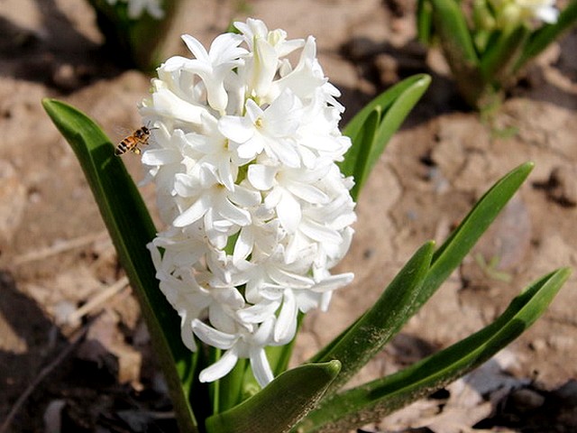 Spring Flowers White Hyacinth - Hyacinth (Hyacinthus orientalis, common hyacinth, garden hyacinth or Dutch hyacinth), widespread to the eastern Mediterranean region, West Iran and Turkmenistan, differs from all the spring flowers with a nice strong  fragrance and may be seen in shades of red, blue, white, orange, pink, violet or yellow. - , spring, flowers, flower, hyacinth, nature, natures, holidays, holiday, season, seasons, places, place, travel, travels, tour, tours, trips, trip, hyacinthus, orientalis, common, garden, gardens, Dutch, eastern, Mediterranean, region, regions, West, Iran, Turkmenistan, nice, strong, fragrance, fragrances, shades, shade, red, blue, white, orange, pink, violet, yellow - Hyacinth (Hyacinthus orientalis, common hyacinth, garden hyacinth or Dutch hyacinth), widespread to the eastern Mediterranean region, West Iran and Turkmenistan, differs from all the spring flowers with a nice strong  fragrance and may be seen in shades of red, blue, white, orange, pink, violet or yellow. Решайте бесплатные онлайн Spring Flowers White Hyacinth пазлы игры или отправьте Spring Flowers White Hyacinth пазл игру приветственную открытку  из puzzles-games.eu.. Spring Flowers White Hyacinth пазл, пазлы, пазлы игры, puzzles-games.eu, пазл игры, онлайн пазл игры, игры пазлы бесплатно, бесплатно онлайн пазл игры, Spring Flowers White Hyacinth бесплатно пазл игра, Spring Flowers White Hyacinth онлайн пазл игра , jigsaw puzzles, Spring Flowers White Hyacinth jigsaw puzzle, jigsaw puzzle games, jigsaw puzzles games, Spring Flowers White Hyacinth пазл игра открытка, пазлы игры открытки, Spring Flowers White Hyacinth пазл игра приветственная открытка