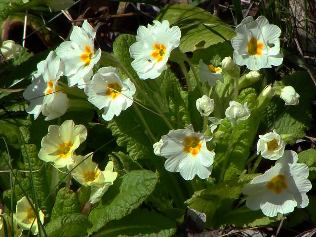 Spring Flowers White Primroses - The white primroses, a symbol of purity, are native spring flowers for areas of Europe and Asia, but are found in abundance in the Midwest and the Northwest of North America. - , spring, flowers, flower, white, primroses, primrose, nature, natures, holidays, holiday, season, seasons, places, place, symbol, symbols, purity, native, natives, areas, area, Europe, Asia, abundance, Midwest, Northwest, North, America - The white primroses, a symbol of purity, are native spring flowers for areas of Europe and Asia, but are found in abundance in the Midwest and the Northwest of North America. Подреждайте безплатни онлайн Spring Flowers White Primroses пъзел игри или изпратете Spring Flowers White Primroses пъзел игра поздравителна картичка  от puzzles-games.eu.. Spring Flowers White Primroses пъзел, пъзели, пъзели игри, puzzles-games.eu, пъзел игри, online пъзел игри, free пъзел игри, free online пъзел игри, Spring Flowers White Primroses free пъзел игра, Spring Flowers White Primroses online пъзел игра, jigsaw puzzles, Spring Flowers White Primroses jigsaw puzzle, jigsaw puzzle games, jigsaw puzzles games, Spring Flowers White Primroses пъзел игра картичка, пъзели игри картички, Spring Flowers White Primroses пъзел игра поздравителна картичка