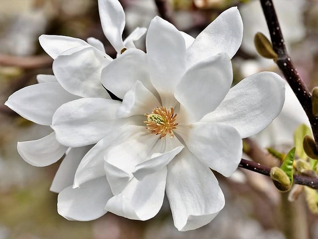 Star Magnolia - A close up view of large and fragrant white flower of Star Magnolia (Magnolia stellata).<br />
Star Magnolia is a short, very beautiful shrub, blooming very early in the spring with fabulously scented and stunning double flowers, which appear before the leaves. This magnolia's variety is among the most cold-hardy among magnolias.<br />
An ornamental garden is incomplete without a fragrant magnolia tree, filling the space with blooms from early spring through to summer. <br />
Magnolia is an ancient genus that has survived millions of years of climate changes and geological transitions. The fossil record of Magnolias date back before bees, and were believed to be pollinated mainly by beetles. Because of its endurance, the genus Magnolia is extremely diverse and can be found all over the world. - , Star, Magnolia, flowers, flower, fragrant, white, stellata, shrub, spring, fabulously, scented, stunning, leaves, variety, ornamental, garden, tree, space, blooms, spring, summer, ancient, genus, millions, years, climate, changes, geological, transitions, fossil, record, bees, beetles, endurance, diverse, world - A close up view of large and fragrant white flower of Star Magnolia (Magnolia stellata).<br />
Star Magnolia is a short, very beautiful shrub, blooming very early in the spring with fabulously scented and stunning double flowers, which appear before the leaves. This magnolia's variety is among the most cold-hardy among magnolias.<br />
An ornamental garden is incomplete without a fragrant magnolia tree, filling the space with blooms from early spring through to summer. <br />
Magnolia is an ancient genus that has survived millions of years of climate changes and geological transitions. The fossil record of Magnolias date back before bees, and were believed to be pollinated mainly by beetles. Because of its endurance, the genus Magnolia is extremely diverse and can be found all over the world. Подреждайте безплатни онлайн Star Magnolia пъзел игри или изпратете Star Magnolia пъзел игра поздравителна картичка  от puzzles-games.eu.. Star Magnolia пъзел, пъзели, пъзели игри, puzzles-games.eu, пъзел игри, online пъзел игри, free пъзел игри, free online пъзел игри, Star Magnolia free пъзел игра, Star Magnolia online пъзел игра, jigsaw puzzles, Star Magnolia jigsaw puzzle, jigsaw puzzle games, jigsaw puzzles games, Star Magnolia пъзел игра картичка, пъзели игри картички, Star Magnolia пъзел игра поздравителна картичка