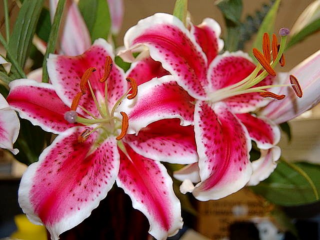 Stargazer Lilies puzzle game 