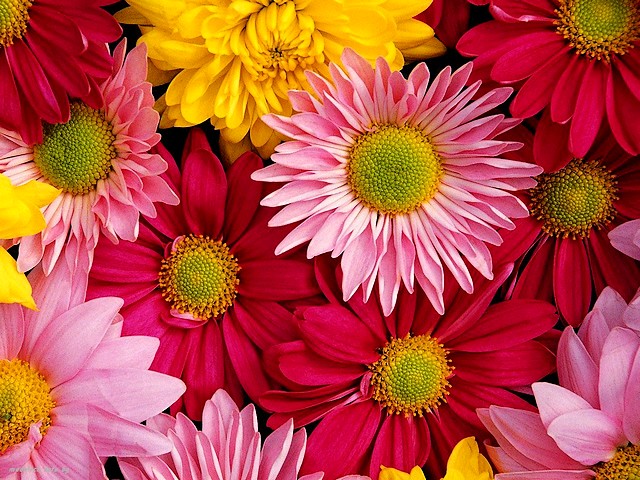 Summer Flowers Colorful Gerbera Daisies Wallpaper - Wallpaper with colorful gerbera daisies, member of  Chrysanthemum family, favorite summer's flowers of the gardeners, on the fifth position on popularity in the world behind of rose, carnation, chrysanthemum and tulip. The gerbera daisy is a perennial plant in cream, orange, white, pink, purple, brown, yellow, lilac and red. - , summer, summers, flower, flowers, colorful, gerbera, gerbera, daisies, daisy, wallpaper, wallpapers, nature, natures, holidays, holiday, season, seasons, member, members, Chrysanthemum, family, families, favorite, gardeners, gardener, position, positions, popularity, popularities, world, worlds, rose, roses, carnation, carnations, chrysanthemum, chrysanthemums, tulip, tulips, perennial, plant, plants, cream, orange, white, pink, purple, brown, yellow, lilac, red - Wallpaper with colorful gerbera daisies, member of  Chrysanthemum family, favorite summer's flowers of the gardeners, on the fifth position on popularity in the world behind of rose, carnation, chrysanthemum and tulip. The gerbera daisy is a perennial plant in cream, orange, white, pink, purple, brown, yellow, lilac and red. Solve free online Summer Flowers Colorful Gerbera Daisies Wallpaper puzzle games or send Summer Flowers Colorful Gerbera Daisies Wallpaper puzzle game greeting ecards  from puzzles-games.eu.. Summer Flowers Colorful Gerbera Daisies Wallpaper puzzle, puzzles, puzzles games, puzzles-games.eu, puzzle games, online puzzle games, free puzzle games, free online puzzle games, Summer Flowers Colorful Gerbera Daisies Wallpaper free puzzle game, Summer Flowers Colorful Gerbera Daisies Wallpaper online puzzle game, jigsaw puzzles, Summer Flowers Colorful Gerbera Daisies Wallpaper jigsaw puzzle, jigsaw puzzle games, jigsaw puzzles games, Summer Flowers Colorful Gerbera Daisies Wallpaper puzzle game ecard, puzzles games ecards, Summer Flowers Colorful Gerbera Daisies Wallpaper puzzle game greeting ecard