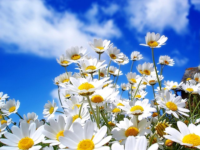 Summer Flowers Daisies Wallpaper - Wallpaper with beautiful daisies (Chrysanthemum leucanthemum), summer flowers which are spread in Europe and temperate regions of Asia. - , summer, flowers, flower, daisies, daisy, wallpaper, wallpapers, nature, natures, holidays, holiday, season, seasons, places, place, travel, travels, tour, tours, trips, trip, beautiful, Chrysanthemum, leucanthemum, Europe, temperate, regions, region, Asia - Wallpaper with beautiful daisies (Chrysanthemum leucanthemum), summer flowers which are spread in Europe and temperate regions of Asia. Подреждайте безплатни онлайн Summer Flowers Daisies Wallpaper пъзел игри или изпратете Summer Flowers Daisies Wallpaper пъзел игра поздравителна картичка  от puzzles-games.eu.. Summer Flowers Daisies Wallpaper пъзел, пъзели, пъзели игри, puzzles-games.eu, пъзел игри, online пъзел игри, free пъзел игри, free online пъзел игри, Summer Flowers Daisies Wallpaper free пъзел игра, Summer Flowers Daisies Wallpaper online пъзел игра, jigsaw puzzles, Summer Flowers Daisies Wallpaper jigsaw puzzle, jigsaw puzzle games, jigsaw puzzles games, Summer Flowers Daisies Wallpaper пъзел игра картичка, пъзели игри картички, Summer Flowers Daisies Wallpaper пъзел игра поздравителна картичка