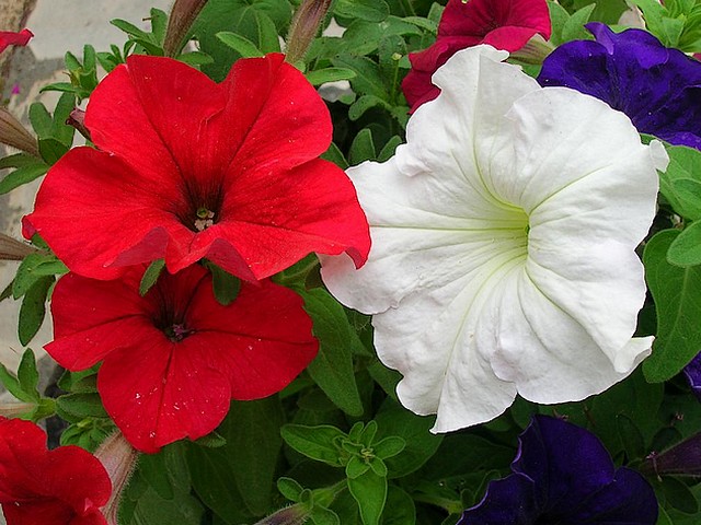 Summer Flowers Hybrid Petunias - Most petunias used for planting at home's garden are hybrid, which are developed to meet special requirements for the colours, ranging from brilliant white, saturated carmine and purple, with weather-proof big single or double flowers, blossoming during the whole summer. - , summer, summers, flowers, flower, hybrid, hibrids, petunias, petunia, nature, natures, season, seasons, home, homes, garden, gardens, special, requirements, requirement, colours, colour, brilliant, white, saturated, carmine, purple, weather, weathers, proof, big, single, double - Most petunias used for planting at home's garden are hybrid, which are developed to meet special requirements for the colours, ranging from brilliant white, saturated carmine and purple, with weather-proof big single or double flowers, blossoming during the whole summer. Lösen Sie kostenlose Summer Flowers Hybrid Petunias Online Puzzle Spiele oder senden Sie Summer Flowers Hybrid Petunias Puzzle Spiel Gruß ecards  from puzzles-games.eu.. Summer Flowers Hybrid Petunias puzzle, Rätsel, puzzles, Puzzle Spiele, puzzles-games.eu, puzzle games, Online Puzzle Spiele, kostenlose Puzzle Spiele, kostenlose Online Puzzle Spiele, Summer Flowers Hybrid Petunias kostenlose Puzzle Spiel, Summer Flowers Hybrid Petunias Online Puzzle Spiel, jigsaw puzzles, Summer Flowers Hybrid Petunias jigsaw puzzle, jigsaw puzzle games, jigsaw puzzles games, Summer Flowers Hybrid Petunias Puzzle Spiel ecard, Puzzles Spiele ecards, Summer Flowers Hybrid Petunias Puzzle Spiel Gruß ecards