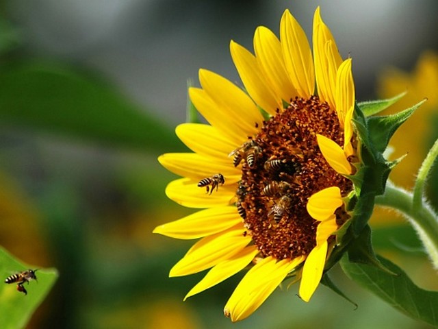 Sunflower - Blooming sunflower with bees collecting nectar at the summer. - , Sunflower, flowers, flower, bee, bees, nectar, summer - Blooming sunflower with bees collecting nectar at the summer. Подреждайте безплатни онлайн Sunflower пъзел игри или изпратете Sunflower пъзел игра поздравителна картичка  от puzzles-games.eu.. Sunflower пъзел, пъзели, пъзели игри, puzzles-games.eu, пъзел игри, online пъзел игри, free пъзел игри, free online пъзел игри, Sunflower free пъзел игра, Sunflower online пъзел игра, jigsaw puzzles, Sunflower jigsaw puzzle, jigsaw puzzle games, jigsaw puzzles games, Sunflower пъзел игра картичка, пъзели игри картички, Sunflower пъзел игра поздравителна картичка