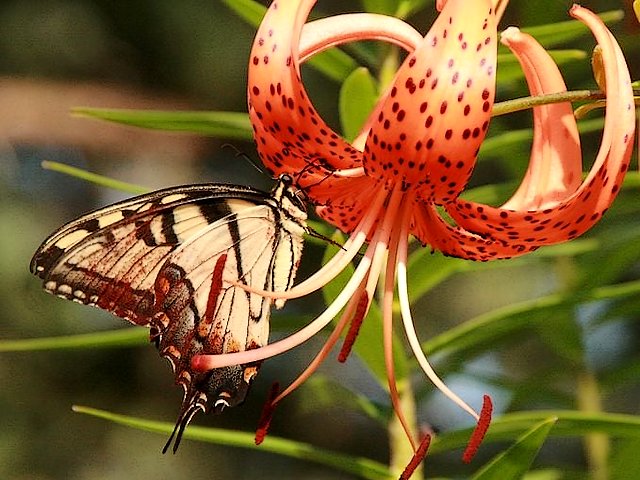 Tiger Lily Flower puzzle game 