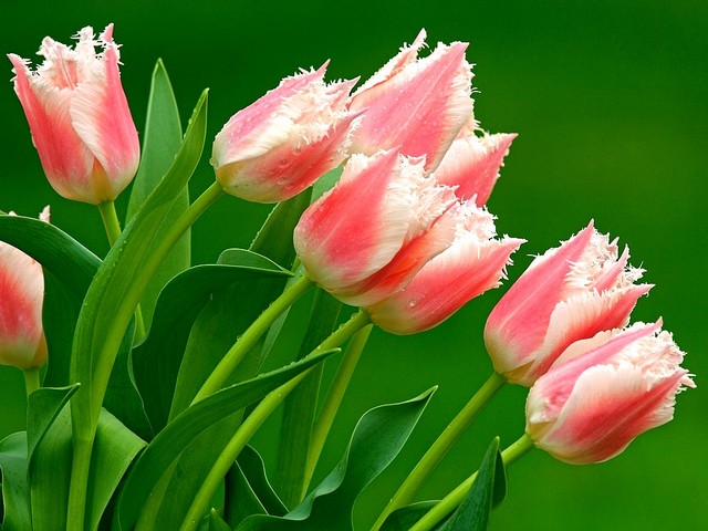 Tulips Fringed Fancy Frills Wallpaper - A lovely wallpaper of fringed tulips 'Fancy Frills', with feathered, elegant and long-lasting blossom. The pink petals are topped with white fringes, which look like as a frayed on edges fabric of satin. - , tulips, tulip, fringed, Fancy, Frills, wallpaper, wallpapers, flowers, flower, cartoons, cartoon, nature, natures, lovely, feathered, elegant, long, lasting, blossom, blossoms, pink, petals, petal, topped, white, fringes, fringe, frayed, edges, edge, fabric, satin - A lovely wallpaper of fringed tulips 'Fancy Frills', with feathered, elegant and long-lasting blossom. The pink petals are topped with white fringes, which look like as a frayed on edges fabric of satin. Solve free online Tulips Fringed Fancy Frills Wallpaper puzzle games or send Tulips Fringed Fancy Frills Wallpaper puzzle game greeting ecards  from puzzles-games.eu.. Tulips Fringed Fancy Frills Wallpaper puzzle, puzzles, puzzles games, puzzles-games.eu, puzzle games, online puzzle games, free puzzle games, free online puzzle games, Tulips Fringed Fancy Frills Wallpaper free puzzle game, Tulips Fringed Fancy Frills Wallpaper online puzzle game, jigsaw puzzles, Tulips Fringed Fancy Frills Wallpaper jigsaw puzzle, jigsaw puzzle games, jigsaw puzzles games, Tulips Fringed Fancy Frills Wallpaper puzzle game ecard, puzzles games ecards, Tulips Fringed Fancy Frills Wallpaper puzzle game greeting ecard