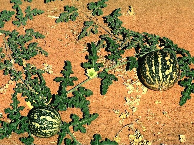 Watermelons in Sahara Desert Sudan Africa - Watermelons, which are grown by the farmers of Sudan in Sub-Saharan Africa (south of the Sahara desert), during the spring-summer season (from February till August), when it is too hot for growing vegetables, but various tropical fruits such as melons, pumpkins, peppers, avocados, papayas and eggplants can survive. - , watermelons, watermelon, Sahara, desert, deserts, Sudan, Africa, flowers, flower, food, foods, places, place, nature, natures, travel, travels, tour, tours, trip, trips, farmers, farmer, south, spring, summer, season, seasons, February, August, hot, vegetables, vegetable, various, tropical, fruits, fruit, melons, melon, pumpkins, pumpkin, peppers, pepper, avocados, avocado, papayas, papaya, eggplants, eggplant - Watermelons, which are grown by the farmers of Sudan in Sub-Saharan Africa (south of the Sahara desert), during the spring-summer season (from February till August), when it is too hot for growing vegetables, but various tropical fruits such as melons, pumpkins, peppers, avocados, papayas and eggplants can survive. Lösen Sie kostenlose Watermelons in Sahara Desert Sudan Africa Online Puzzle Spiele oder senden Sie Watermelons in Sahara Desert Sudan Africa Puzzle Spiel Gruß ecards  from puzzles-games.eu.. Watermelons in Sahara Desert Sudan Africa puzzle, Rätsel, puzzles, Puzzle Spiele, puzzles-games.eu, puzzle games, Online Puzzle Spiele, kostenlose Puzzle Spiele, kostenlose Online Puzzle Spiele, Watermelons in Sahara Desert Sudan Africa kostenlose Puzzle Spiel, Watermelons in Sahara Desert Sudan Africa Online Puzzle Spiel, jigsaw puzzles, Watermelons in Sahara Desert Sudan Africa jigsaw puzzle, jigsaw puzzle games, jigsaw puzzles games, Watermelons in Sahara Desert Sudan Africa Puzzle Spiel ecard, Puzzles Spiele ecards, Watermelons in Sahara Desert Sudan Africa Puzzle Spiel Gruß ecards