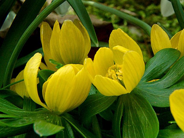 Winter Aconite Eranthis hyemalis - Beautiful aconite (Eranthis hyemalis, Winter aconite from a Buttercup family) with blossoms as golden-yellow cups which are just ready to bloom. These spring beauties, flowering from January to the end of March, love to nestle in dappled shade at the base of trees. During sixteenth century, the aconites have been grown as popular ornamental plant at English gardens. - , winter, aconite, Eranthis, hyemalis, flowers, flower, nature, natures, season, seasons, beautiful, buttercup, buttercups, family, families, blossoms, blossom, golden, yellow, cups, cup, spring, beauties, January, end, March, dappled, shade, shades, base, bases, trees, tree, sixteenth, century, centuries, popular, ornamental, plant, plants, English, gardens, garden - Beautiful aconite (Eranthis hyemalis, Winter aconite from a Buttercup family) with blossoms as golden-yellow cups which are just ready to bloom. These spring beauties, flowering from January to the end of March, love to nestle in dappled shade at the base of trees. During sixteenth century, the aconites have been grown as popular ornamental plant at English gardens. Solve free online Winter Aconite Eranthis hyemalis puzzle games or send Winter Aconite Eranthis hyemalis puzzle game greeting ecards  from puzzles-games.eu.. Winter Aconite Eranthis hyemalis puzzle, puzzles, puzzles games, puzzles-games.eu, puzzle games, online puzzle games, free puzzle games, free online puzzle games, Winter Aconite Eranthis hyemalis free puzzle game, Winter Aconite Eranthis hyemalis online puzzle game, jigsaw puzzles, Winter Aconite Eranthis hyemalis jigsaw puzzle, jigsaw puzzle games, jigsaw puzzles games, Winter Aconite Eranthis hyemalis puzzle game ecard, puzzles games ecards, Winter Aconite Eranthis hyemalis puzzle game greeting ecard