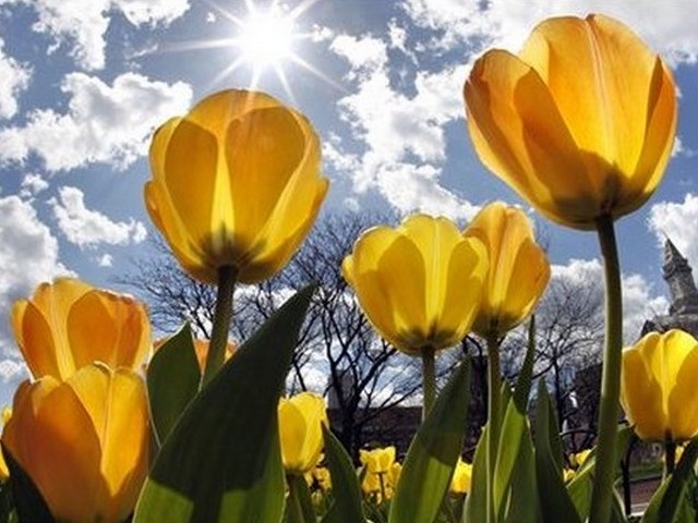 Yellow Tulips - Yellow tulips blooming at a park of Boston, United States. - , yellow, tulips, tulip, flowers, flower, park, parks, garden, gardens, Boston, United, States - Yellow tulips blooming at a park of Boston, United States. Solve free online Yellow Tulips puzzle games or send Yellow Tulips puzzle game greeting ecards  from puzzles-games.eu.. Yellow Tulips puzzle, puzzles, puzzles games, puzzles-games.eu, puzzle games, online puzzle games, free puzzle games, free online puzzle games, Yellow Tulips free puzzle game, Yellow Tulips online puzzle game, jigsaw puzzles, Yellow Tulips jigsaw puzzle, jigsaw puzzle games, jigsaw puzzles games, Yellow Tulips puzzle game ecard, puzzles games ecards, Yellow Tulips puzzle game greeting ecard