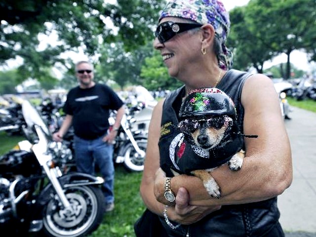 Puppy Isabella with its Owner - The puppy Isabella with its owner Carol Sours from Virginia at the Rolling Tunder 2010, the annual motorcycle rally during the Memorial Day weekend in Washington, USA (May 29, 2010). - , puppy, puppies, Isabella, owner, owners, show, shows, commemoration, commemorations, animal, animals, dog, dogs, Carol, Sours, Virginia, Rolling, Tunder, 2010, motorcycle, rally, rallies, Memorial, Day, weekend, Washington, USA - The puppy Isabella with its owner Carol Sours from Virginia at the Rolling Tunder 2010, the annual motorcycle rally during the Memorial Day weekend in Washington, USA (May 29, 2010). Solve free online Puppy Isabella with its Owner puzzle games or send Puppy Isabella with its Owner puzzle game greeting ecards  from puzzles-games.eu.. Puppy Isabella with its Owner puzzle, puzzles, puzzles games, puzzles-games.eu, puzzle games, online puzzle games, free puzzle games, free online puzzle games, Puppy Isabella with its Owner free puzzle game, Puppy Isabella with its Owner online puzzle game, jigsaw puzzles, Puppy Isabella with its Owner jigsaw puzzle, jigsaw puzzle games, jigsaw puzzles games, Puppy Isabella with its Owner puzzle game ecard, puzzles games ecards, Puppy Isabella with its Owner puzzle game greeting ecard