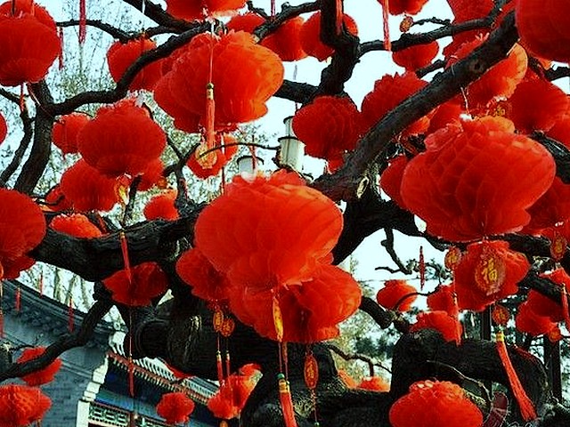 Decorative Red Lanterns at Ditan Park in Beijing China - Decorative red lanterns are hung on a leafless trees at Ditan Park in Beijing, China, during the celebrations of the Chinese Lunar New Year (Feb 2, 2011). - , decorative, red, lanterns, lantern, Ditan, park, parks, Beijing, China, holidays, holiday, festival, festivals, celebrations, celebration, places, place, travel, travels, tour, tours, trips, trip, excursion, excursions, leafless, trees, tree, Chinese, Lunar, New, Year, years, 2011 - Decorative red lanterns are hung on a leafless trees at Ditan Park in Beijing, China, during the celebrations of the Chinese Lunar New Year (Feb 2, 2011). Решайте бесплатные онлайн Decorative Red Lanterns at Ditan Park in Beijing China пазлы игры или отправьте Decorative Red Lanterns at Ditan Park in Beijing China пазл игру приветственную открытку  из puzzles-games.eu.. Decorative Red Lanterns at Ditan Park in Beijing China пазл, пазлы, пазлы игры, puzzles-games.eu, пазл игры, онлайн пазл игры, игры пазлы бесплатно, бесплатно онлайн пазл игры, Decorative Red Lanterns at Ditan Park in Beijing China бесплатно пазл игра, Decorative Red Lanterns at Ditan Park in Beijing China онлайн пазл игра , jigsaw puzzles, Decorative Red Lanterns at Ditan Park in Beijing China jigsaw puzzle, jigsaw puzzle games, jigsaw puzzles games, Decorative Red Lanterns at Ditan Park in Beijing China пазл игра открытка, пазлы игры открытки, Decorative Red Lanterns at Ditan Park in Beijing China пазл игра приветственная открытка