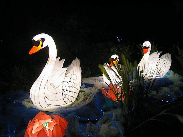 Lantern Festival Swans in Albert Park Auckland New Zealand - Lanterns in shape of beautiful swans on the 12-th anual light festival  at the Albert Park in Auckland, New Zealand (Feb 19, 2011). - , lantern, lanterns, festival, festivals, swan, swan, Albert, Park, parks, Auckland, New, Zealand, holidays, holiday, show, shows, celebrations, celebration, places, place, travel, travels, tour, tours, trips, trip, excursion, excursions, shape, shapes, beautiful, 12-th, anual, light, lights, 2011 - Lanterns in shape of beautiful swans on the 12-th anual light festival  at the Albert Park in Auckland, New Zealand (Feb 19, 2011). Lösen Sie kostenlose Lantern Festival Swans in Albert Park Auckland New Zealand Online Puzzle Spiele oder senden Sie Lantern Festival Swans in Albert Park Auckland New Zealand Puzzle Spiel Gruß ecards  from puzzles-games.eu.. Lantern Festival Swans in Albert Park Auckland New Zealand puzzle, Rätsel, puzzles, Puzzle Spiele, puzzles-games.eu, puzzle games, Online Puzzle Spiele, kostenlose Puzzle Spiele, kostenlose Online Puzzle Spiele, Lantern Festival Swans in Albert Park Auckland New Zealand kostenlose Puzzle Spiel, Lantern Festival Swans in Albert Park Auckland New Zealand Online Puzzle Spiel, jigsaw puzzles, Lantern Festival Swans in Albert Park Auckland New Zealand jigsaw puzzle, jigsaw puzzle games, jigsaw puzzles games, Lantern Festival Swans in Albert Park Auckland New Zealand Puzzle Spiel ecard, Puzzles Spiele ecards, Lantern Festival Swans in Albert Park Auckland New Zealand Puzzle Spiel Gruß ecards