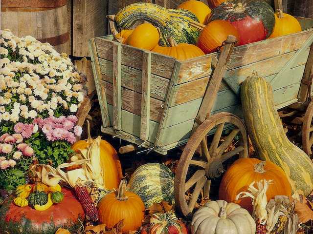 Thanksgiving Photo - A beautiful photo for Thanksgiving of a small wooden cart with great diversity of parti-coloured pumpkins from the autumn harvest. - , Thanksgiving, photo, photos, holidays, holiday, cartoon, cartoons, feast, feasts, nature, natures, season, seasons, beautiful, wooden, cart, carts, diversity, diversities, particoloured, pumpkins, pumpkin, autumn, harvest, harvests - A beautiful photo for Thanksgiving of a small wooden cart with great diversity of parti-coloured pumpkins from the autumn harvest. Lösen Sie kostenlose Thanksgiving Photo Online Puzzle Spiele oder senden Sie Thanksgiving Photo Puzzle Spiel Gruß ecards  from puzzles-games.eu.. Thanksgiving Photo puzzle, Rätsel, puzzles, Puzzle Spiele, puzzles-games.eu, puzzle games, Online Puzzle Spiele, kostenlose Puzzle Spiele, kostenlose Online Puzzle Spiele, Thanksgiving Photo kostenlose Puzzle Spiel, Thanksgiving Photo Online Puzzle Spiel, jigsaw puzzles, Thanksgiving Photo jigsaw puzzle, jigsaw puzzle games, jigsaw puzzles games, Thanksgiving Photo Puzzle Spiel ecard, Puzzles Spiele ecards, Thanksgiving Photo Puzzle Spiel Gruß ecards