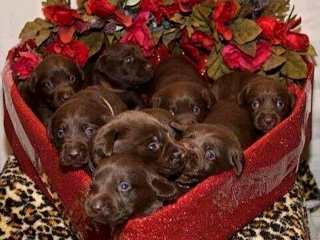 Valentines-Day-Labrador-Retriever-Gift - A surprisingly beautiful gift for Valentine's Day with cute Labrador Retriever puppies in a box for chocolates with heart's shape. - , Valentines, day, days, Labrador, Retriever, gift, gifts, holiday, holidays, animal, animals, surprisingly, beautiful, cute, puppies, puppy, box, boxes, chocolates, chocolate, heart, shape, shapes - A surprisingly beautiful gift for Valentine's Day with cute Labrador Retriever puppies in a box for chocolates with heart's shape. Solve free online Valentines-Day-Labrador-Retriever-Gift puzzle games or send Valentines-Day-Labrador-Retriever-Gift puzzle game greeting ecards  from puzzles-games.eu.. Valentines-Day-Labrador-Retriever-Gift puzzle, puzzles, puzzles games, puzzles-games.eu, puzzle games, online puzzle games, free puzzle games, free online puzzle games, Valentines-Day-Labrador-Retriever-Gift free puzzle game, Valentines-Day-Labrador-Retriever-Gift online puzzle game, jigsaw puzzles, Valentines-Day-Labrador-Retriever-Gift jigsaw puzzle, jigsaw puzzle games, jigsaw puzzles games, Valentines-Day-Labrador-Retriever-Gift puzzle game ecard, puzzles games ecards, Valentines-Day-Labrador-Retriever-Gift puzzle game greeting ecard