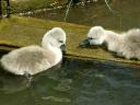 Abbotsbury Swannery Baby Swans enjoy the Sunny Day