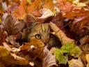 Cat among Fallen Autumn Leaves Wallpaper
