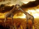 Giraffes in Africa Wallpaper