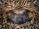 Hedgehog (Erinaceus)