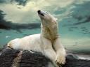 Polar Bear on Rock Wallpaper