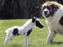 The Smalest Miniature Horse and a Dog