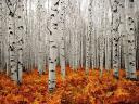 Autumn Aspen Forest Landscape by Lars van de Goor