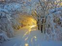 Sunrise in Snowy Woods by Roberto Melotti