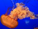 Big Jellyfish
