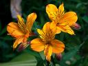 Alstroemeria Indian Summer - The Alstroemeria 'Indian Summer' is a popular variety of Peruvian Lily known for its striking colors...