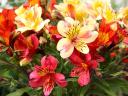 Alstroemeria Peruvian Lily Sunshine - The Alstroemeria, commonly known as the Peruvian lily or Lily of the Incas 'Sunshine' or 'Summer Ros...